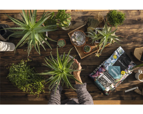 Pohled shora na dřevěný stůl se sukulenty, pokojovými rostlinami a osobou přesazující rostlinu Aloe Vera, stejně jako balení substrátu pro rostliny Lechuza Basicpon.