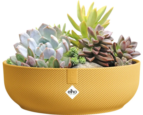 Žlutá rostlinná mísa osázená sukulenty