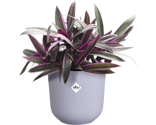 Tradescantia v květináči