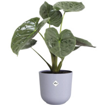 Pokojová rostlina Alocasia v květináči