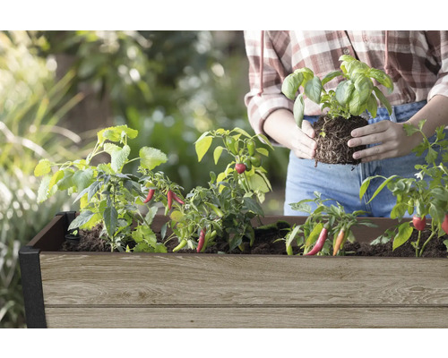 Zvýšený záhon s rostlinami chilli a sazenicí bazalky