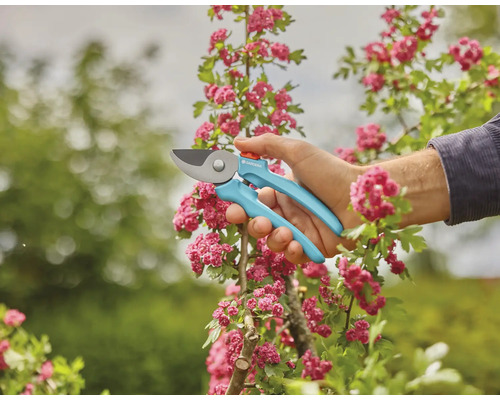 Zahradní nůžky při práci na kvetoucím keři