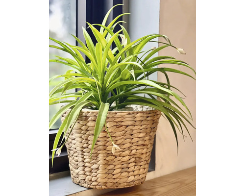 Umělá zelená rostlina s květy v pleteném košíku