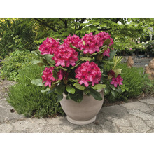 Rododendron v květináči s bujnými květy a zelenými listy.