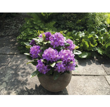 Fialový rododendron v květináči na terase.