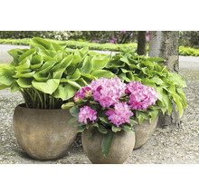 Tři květináče s bohyškami a rododendrony na zahradě.