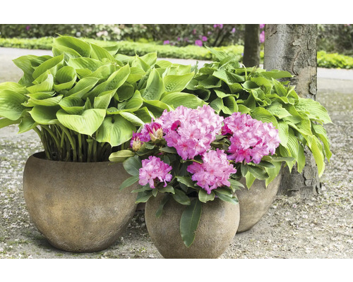 Tři květináče s bohyškami a rododendrony na zahradě.