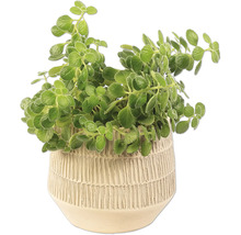 Plectranthus v květináči pro interiér