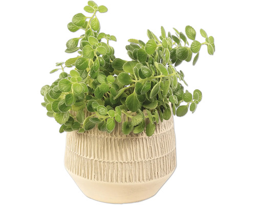 Plectranthus v květináči pro interiér