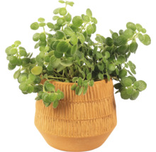 Plectranthus v terakotovém květináči