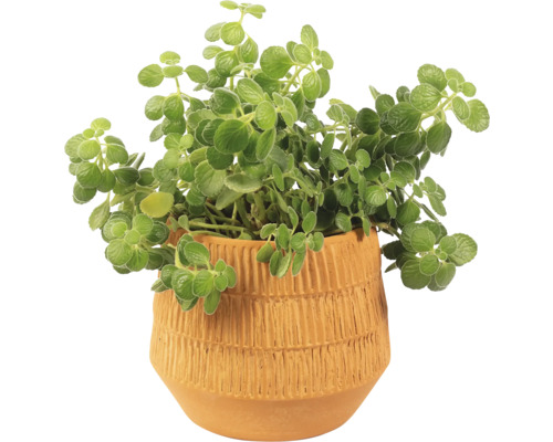 Plectranthus v terakotovém květináči