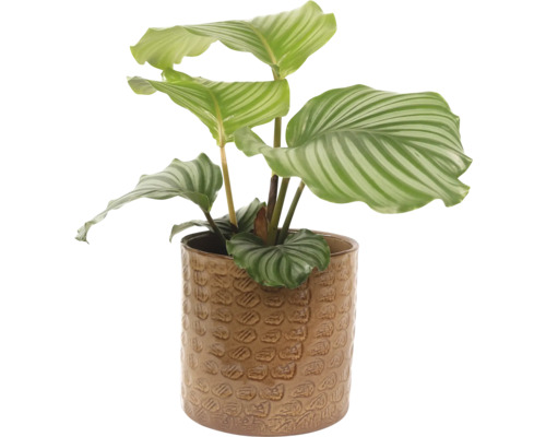 Pokojová rostlina Calathea v keramickém květináči