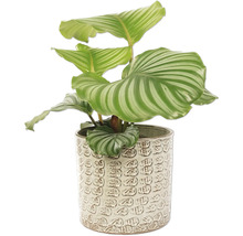 Calathea pokojová rostlina v ozdobném květináči