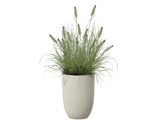 Tráva v květináči