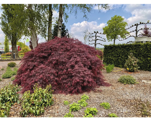 Japonský javor na zahradě