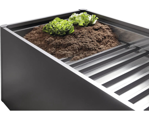 Zvýšený záhon s hlínou a sazenicemi salátu.