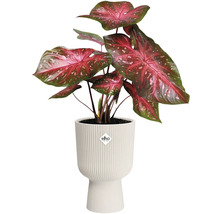 Rostlina s velkými listy v žebrovaném květináči