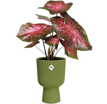 Šípatka v žebrovaném květináči Elho