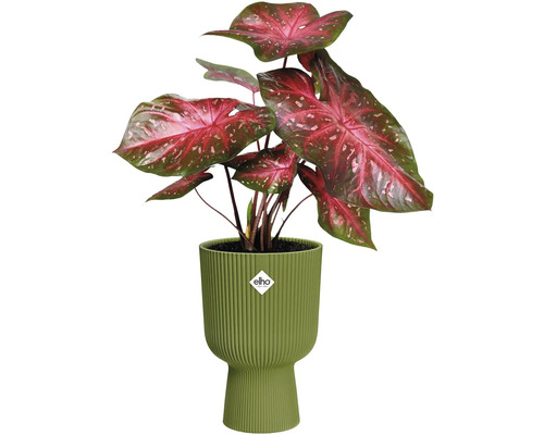 Šípatka v žebrovaném květináči Elho