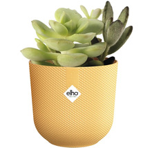 Sukulentní rostliny ve strukturovaném květináči