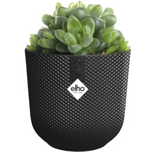 Sukulent v strukturovaném květináči značky Elho