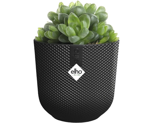 Sukulent v strukturovaném květináči značky Elho