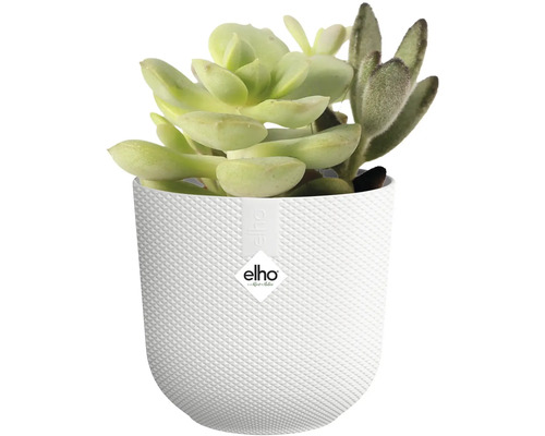 Sukulent v bílém květináči s kosočtvercovým vzorem a logem Elho