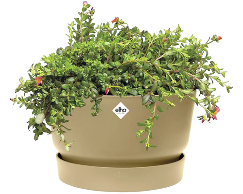 Rostlina v květináči Elho s podšálkem