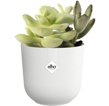 Sukulentní rostliny ve strukturovaném květináči značky Elho