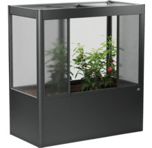 Pařeniště s rostlinami rajčat uvnitř