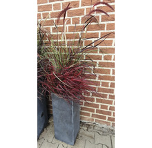 Okrasná tráva v květináči před cihlovou zdí