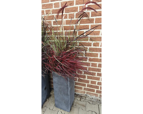 Okrasná tráva v květináči před cihlovou zdí