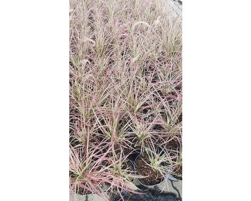 Okrasné trávy v květináčích, připravené pro zahradní design