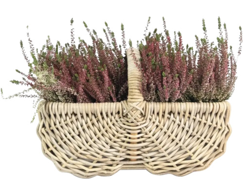 Vřes obecný v proutěném košíku