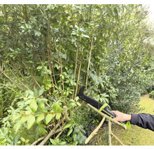 Osoba používá pilku na větve k prořezávání keře v zahradě.