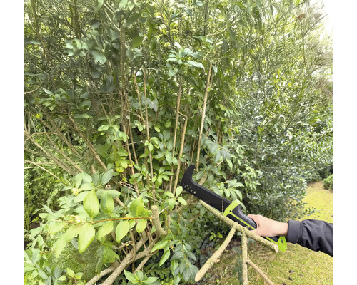 Osoba používá pilku na větve k prořezávání keře v zahradě.