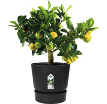 Mandarinkovník v květináči