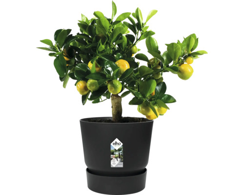 Mandarinkovník v květináči