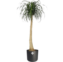 Sloní noha v květináči s logem Elho