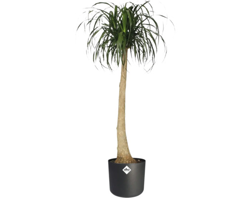 Sloní noha v květináči s logem Elho