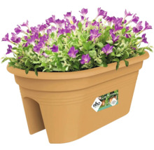 Truhlík s fialovými květy