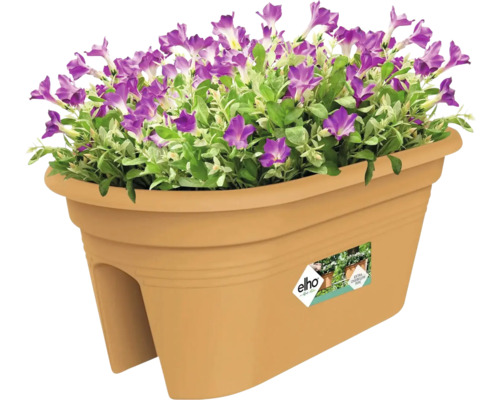 Truhlík s fialovými květy