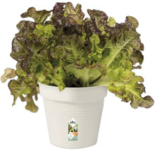 Hlávkový salát v květináči