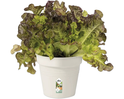 Hlávkový salát v květináči