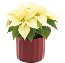 Vánoční hvězda se žlutými listeny v květináči