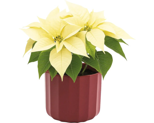 Vánoční hvězda se žlutými listeny v květináči