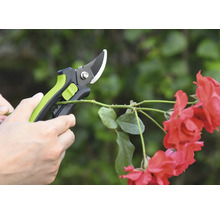 Zahradní nůžky stříhají růžovou větev