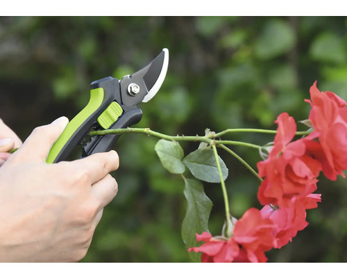 Zahradní nůžky stříhají růžovou větev