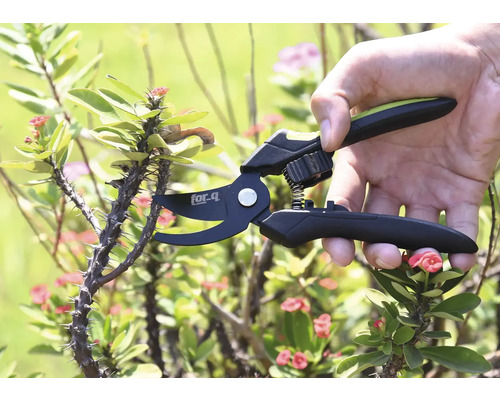 Ruka používá zahradní nůžky značky For Q ke stříhání trnité větve.