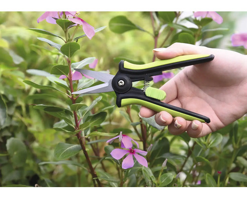 Osoba stříhá stonek katarantu růžového zahradními nůžkami